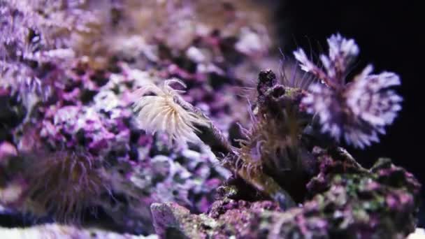 Colorido Arrecife Coral Con Capucha Violeta — Vídeo de stock