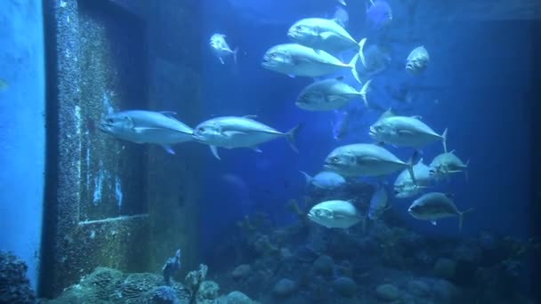 Zwerm Van Grootoogtonijn Trevally Vis Zwemmen Aquarium — Stockvideo