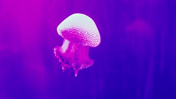 Vackra Maneter Simning Ett Akvarium — Stockvideo