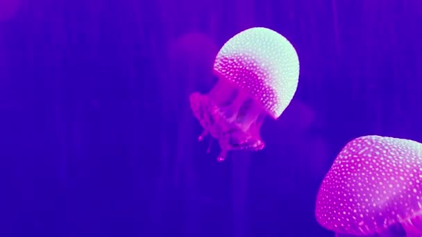 Beautiful Jellyfishes Swimming Aquarium — Stock Video