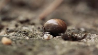 Büyük kene kan açık havada dolu.