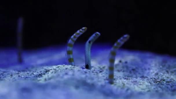 Spotted Splendid Garden Eels — Stock Video