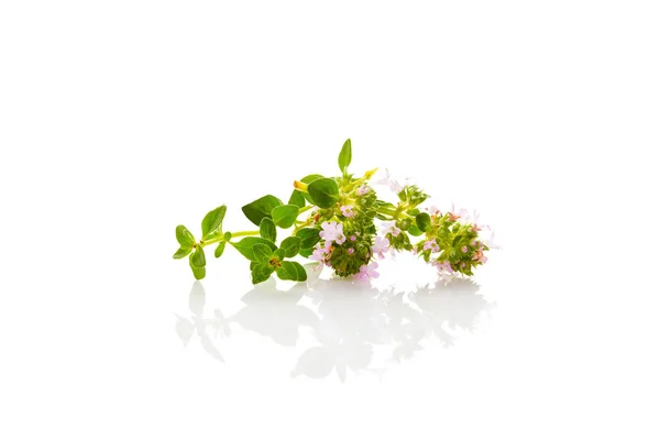 Fleurs Thym Sauvage Avec Des Feuilles Isolées Sur Fond Blanc — Photo