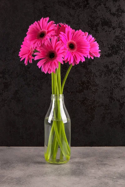 Gerbera Růžová Květy Váze Proti Tmavým Pozadím — Stock fotografie