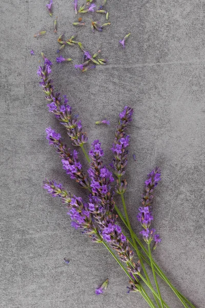 Levendula Virág Kacsapástétom Szürke Háttér Felülnézet Provence Stílusban — Stock Fotó