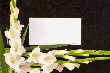 Kılıç çiçeği çiçek yukarıdan beyaz kart ile. Ölüm ilanı ya da ölüm bildirim kavramı.