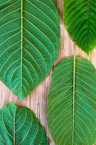 Fresh kratom leaves on wooden table from above.