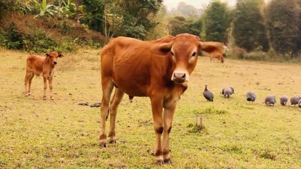 Jonge Runderen Kalveren Weide Vrije Uitloop Boerderij — Stockvideo