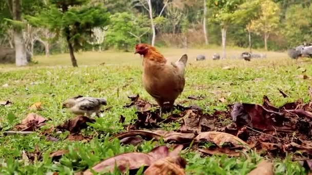 Free Range Poulets Pecking — Video