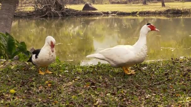 Ücretsiz Çifti Misk Ördekleri River Aralığı — Stok video