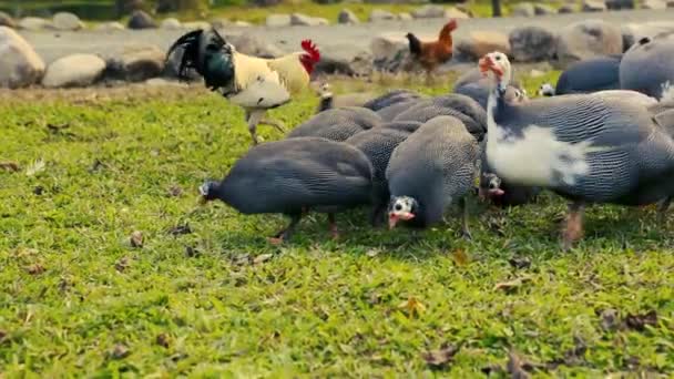 ホロホロ鶏と鶏の放し飼い農場で餌 — ストック動画