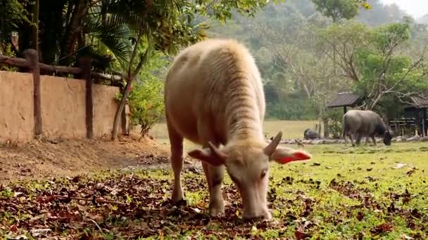 白牛吃草在地面上的自由农场与水牛 — 图库视频影像