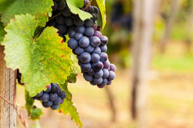 Hasattan önce olgun üzüm demetleri.