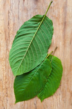 Taze kratom yukarıdan bırakır. Mitragyna speciosa.