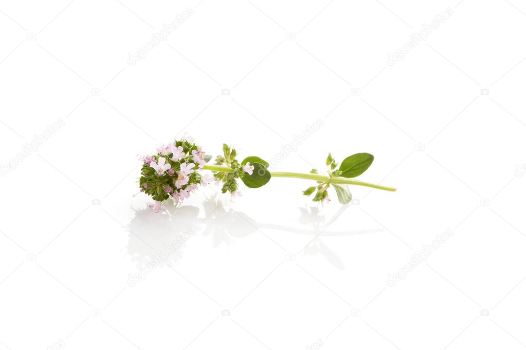 Breckland thyme isolated on white background. Medicinal herb.