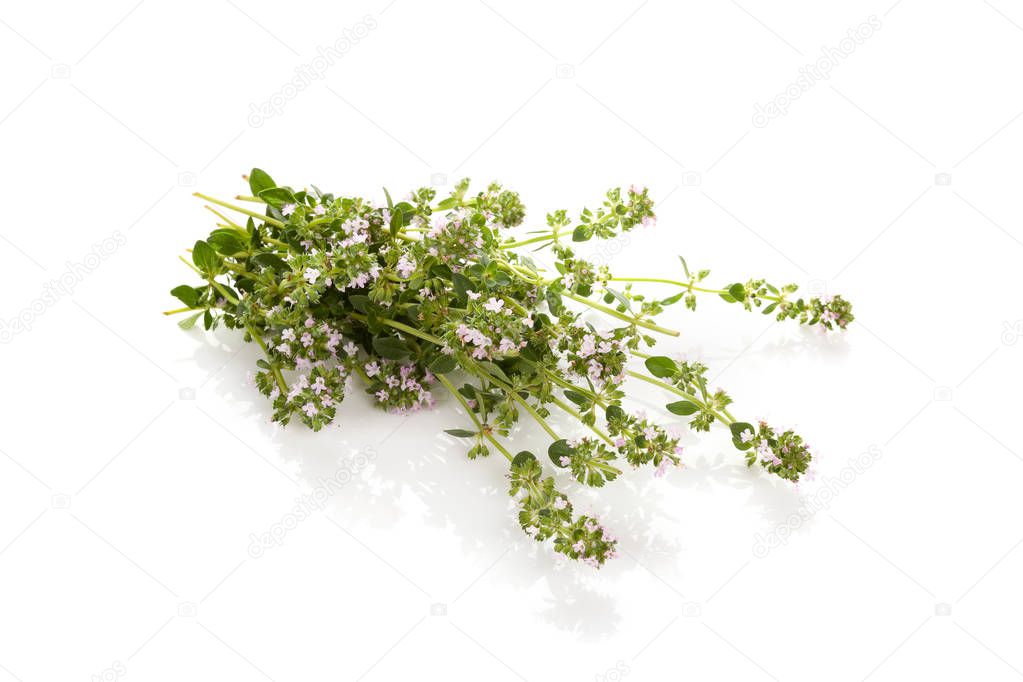Breckland thyme isolated on white background. Medicinal herb.