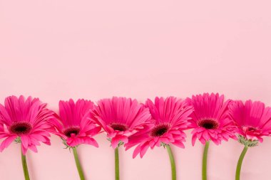 Kopya alanı ile yukarıdan pembe arka plan güzel pembe gerbera çiçekleri.