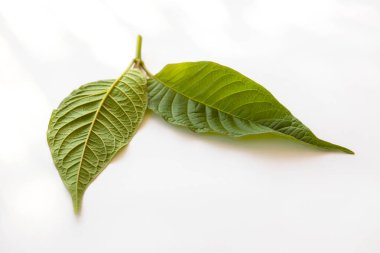 Kratom izole üzerinde beyaz arka plan bırakır. Tıbbi tedavi edici otlar. 