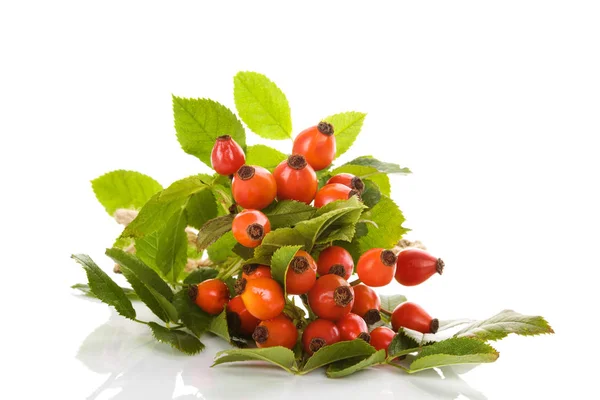 Rosa Canina Isolata Sfondo Bianco Medicinale Pianta Sana — Foto Stock