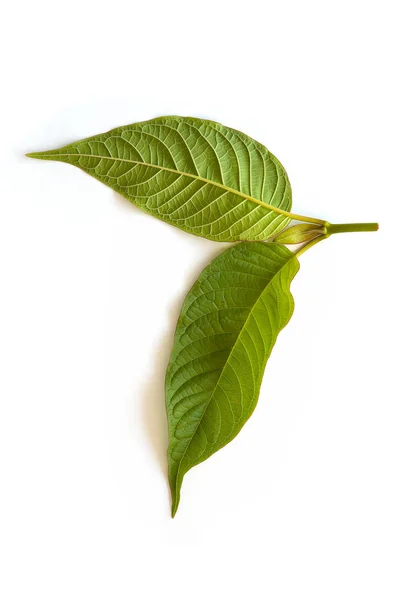 Kratom Löv Isolerade Vit Bakgrund Naturliga Medicinska Örter — Stockfoto