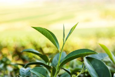 Yeşil çay çay plantasyon içinde sabah kalkıyor. Chiang Rai, Tayland.