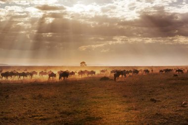 Afrika buffalos serengeti Milli Parkı günbatımı karşı ovada içinde yürüyüş büyük bir grup. Tanzanya, Afrika, Safari.