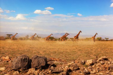 Zürafalar Serengeti, Tanzanya Afrika Ulusal Park'ta çalışan grubudur. Safari.
