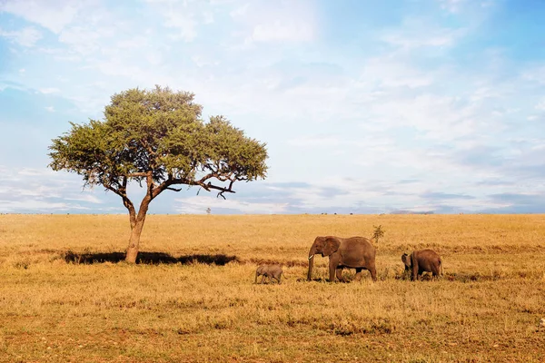 Африканський Слон Сім Ходіння Савана Національний Парк Серенгеті Сафарі — стокове фото