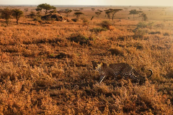 Leopardo Parque Nacional Seregenti Pôr Sol Tanzânia África — Fotografia de Stock