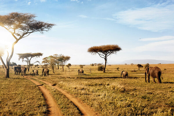 Group of elephants walking in beautiful national park Serengeti, Tanzania, Africa.