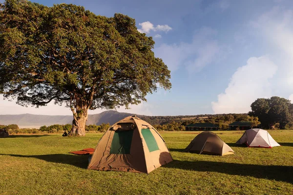 Tendas Livre Natureza Acampar Sob Bela Árvore Prado — Fotografia de Stock