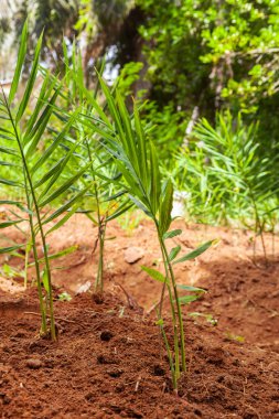 Taze zencefil bitki bahar bahçe.