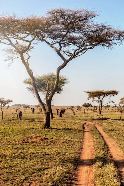 Група Слонів Ходьбі Красиві Національний Парк Серенгеті Танзанія Африка — стокове фото
