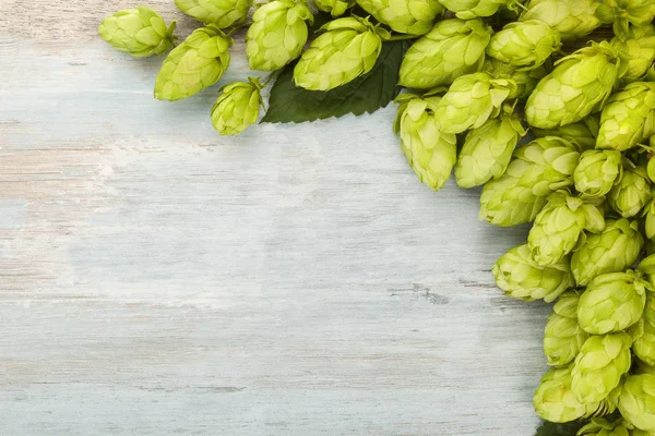 Fresh hop with leaves on blue background with copyspace. Beer production ingredient. Brewery. Fresh-picked whole hops.