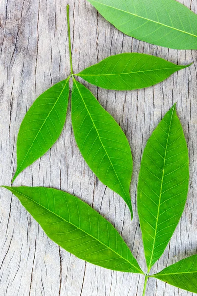 Folhas Árvore Borracha Superfície Madeira Cima — Fotografia de Stock