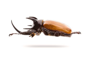 Beş boynuzlu gergedan böceği beyaz arka plan üzerinde izole. Yan görünüm.