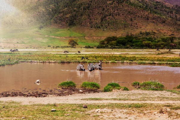 Кілька Зебр Питною Водою Waterhole Національний Парк Серенгеті Танзанія — стокове фото