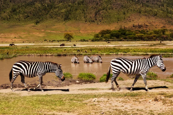 Зебр Питної Води Waterhole Світиться Теплий Захід Сонця Світлі Дика — стокове фото