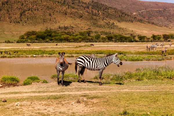 Кілька Зебр Стоячи Біля Waterhole Танзанії Національний Парк Серенгеті Дика — стокове фото