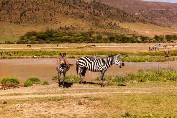 Several zebras standing near waterhole. Tanzania. Serengeti National Park. Wild nature adventure.