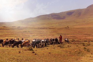 Zanzibar, Tanzanya - 13 Ocak 2017. Masai shepard ile inekler Serengeti Ulusal Parkı'nda.