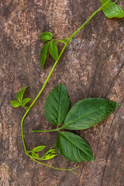 Gynostemma Pentaphyllum Även Kallad Jiaogulan Träbord Ovanifrån — Stockfoto