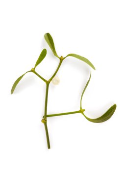 Yukarıdan izole edilmiş dutlu ökseotu dalı. Bağışıklık güçlendirici. Doğal tedavi..