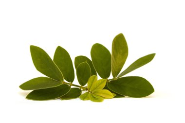 Cape yasemin yaprakları beyaz arkaplanda izole..