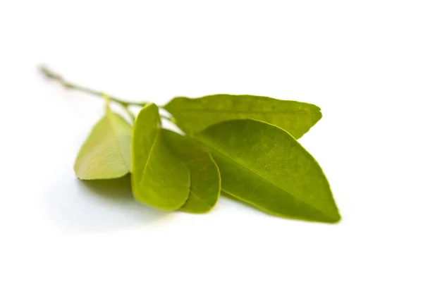 Zielona Gałąź Calamondin Lub Citrus Microcarpa Liśćmi Wyizolowanymi Białym Tle — Zdjęcie stockowe