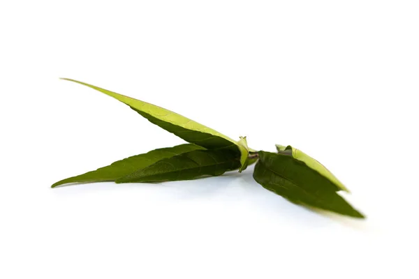 Planta Médica Justicia Folhas Salgueiro Medicina Tradicional Chinesa — Fotografia de Stock