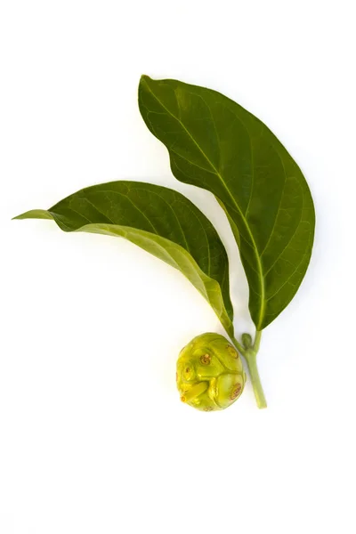 Morinda Citrifolia Επίσης Γνωστή Φρούτα Του Τυριού Που Απομονώνονται Λευκό — Φωτογραφία Αρχείου