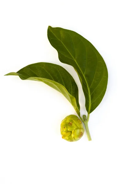 Morinda Citrifolia Också Känd Som Ost Frukt Isolerad Vit Bakgrund — Stockfoto