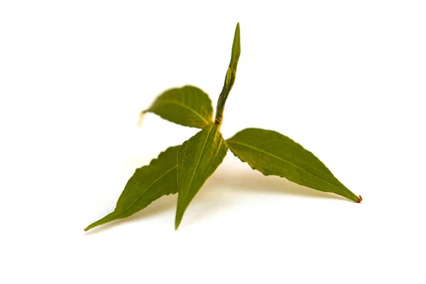 Polygonum Kvetoucí Rostlina Listy Izolované Bílém Pozadí — Stock fotografie