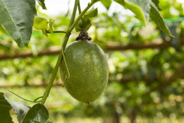 Tutku meyve asma, seçici odak üzerinde kapatın. Organik Tarım üzerinde Kuzey Tayland.